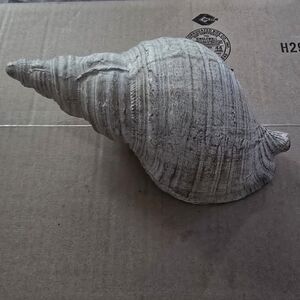 Decorative Conch Shell, Good Condition